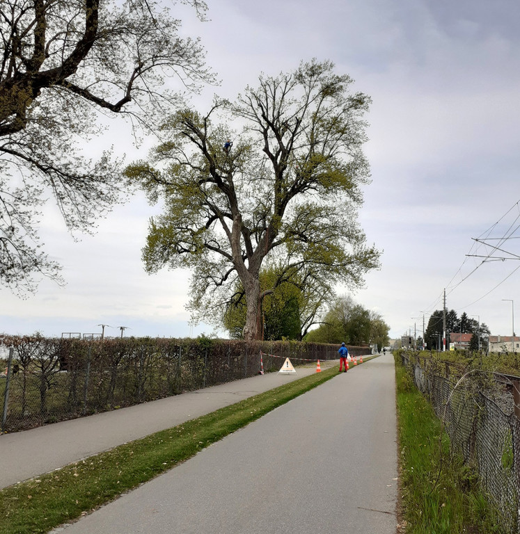 Baumpflege am See TEAM Gieselbrecht aus Langen 03-05-2021 _12_.jpg