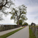 Baumpflege am See TEAM Gieselbrecht aus Langen 03-05-2021 _12_.jpg