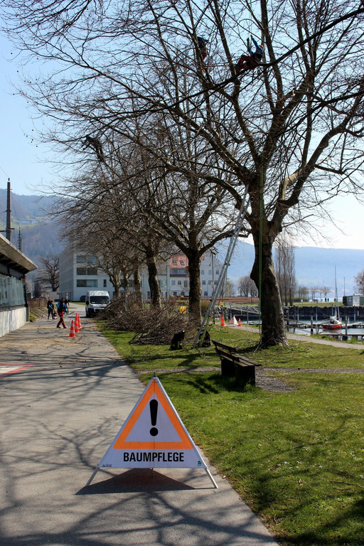 Baumpflege am See TEAM LANGEN Juli 2020 _1_ ARCHIVFOTO.JPG
