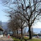 Baumpflege am See TEAM LANGEN Juli 2020 _1_ ARCHIVFOTO.JPG