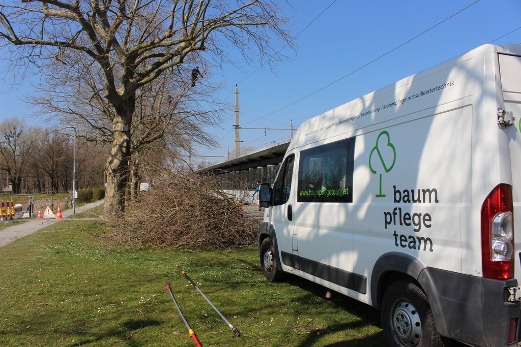Baumpflege am See TEAM LANGEN Juli 2020 _3_ ARCHIVFOTO.JPG
