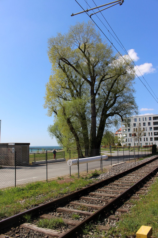 Baumpflege am See TEAM LANGEN Juli 2020 _7_ ARCHIVFOTO.JPG