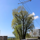 Baumpflege am See TEAM LANGEN Juli 2020 _7_ ARCHIVFOTO.JPG