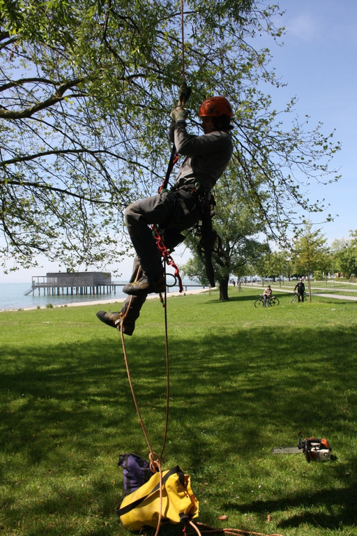 Baumpflege am See TEAM LANGEN April 2020 _6_ ARCHIVFOTO.JPG