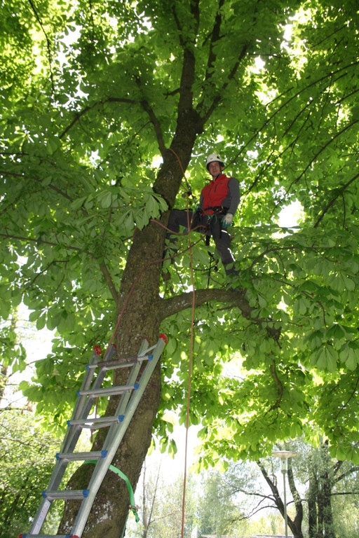 Baumpflege am See TEAM LANGEN April 2020 _2_ ARCHIVFOTO.JPG