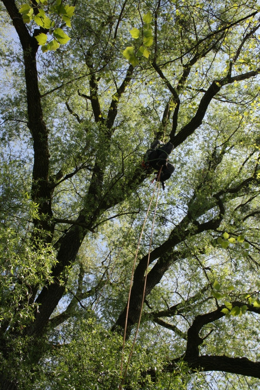 Baumpflege am See TEAM LANGEN April 2020 _7_ ARCHIVFOTO.JPG