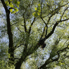 Baumpflege am See TEAM LANGEN April 2020 _7_ ARCHIVFOTO.JPG