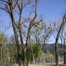 Baumpflege am See TEAM LANGEN April 2020 _13_ ARCHIVFOTO.JPG