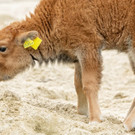 Nachwuchs bei den Bisons im Wiener Tiergarten Schönbrunn: Das ist Calamity Jane