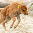 bison_03052021_tgs_zupanc_05.jpg