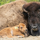 bison_22042021_tgs_zupanc_01.jpg