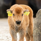 bison_22042021_tgs_zupanc_02.jpg