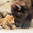bison_22042021_tgs_zupanc_04.jpg