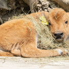 bison_22042021_tgs_zupanc_06.jpg