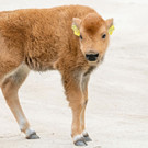 bison_22042021_tgs_zupanc_07.jpg