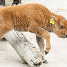 bison_22042021_tgs_zupanc_08.jpg