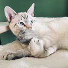 Kater Kasimir, Rankweil