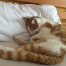 Rot-weißer Kater in Dornbirn vermisst