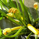 Zucchini im Topf 540.JPG