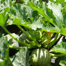 Zucchini Rondinie hellgr__n_ rund 59.JPG