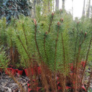 IMG-20210517-WA0008.jpg