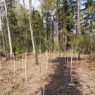IMG-20210517-WA0007.jpg