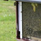 Wie brauchen die Bienen