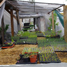 Gemuesegarten_Sonja_2021_005.JPG