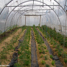 Gemuesegarten_Sonja_2021_024.JPG