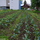 Gemuesegarten_Sonja_2021_033.JPG