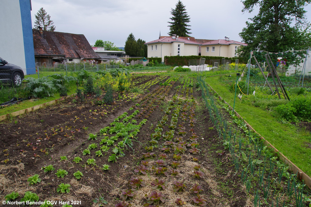 Gemuesegarten_Sonja_2021_035.JPG