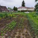 Gemuesegarten_Sonja_2021_035.JPG