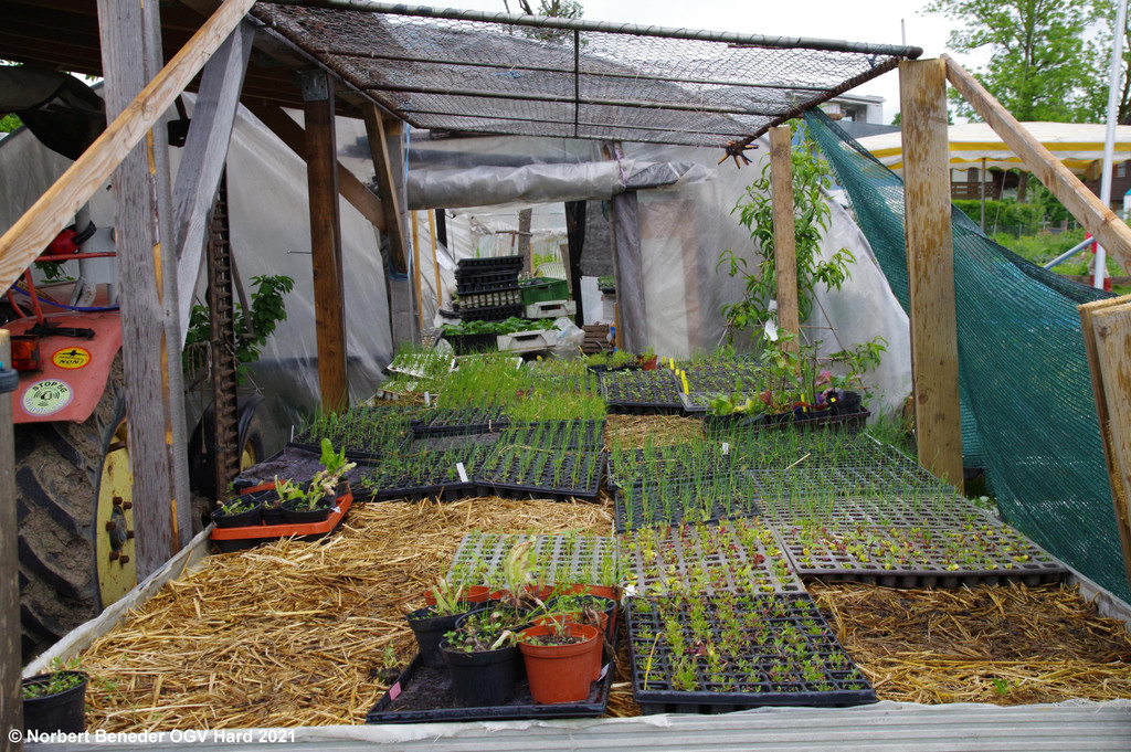 Gemuesegarten_Sonja_2021_005.JPG