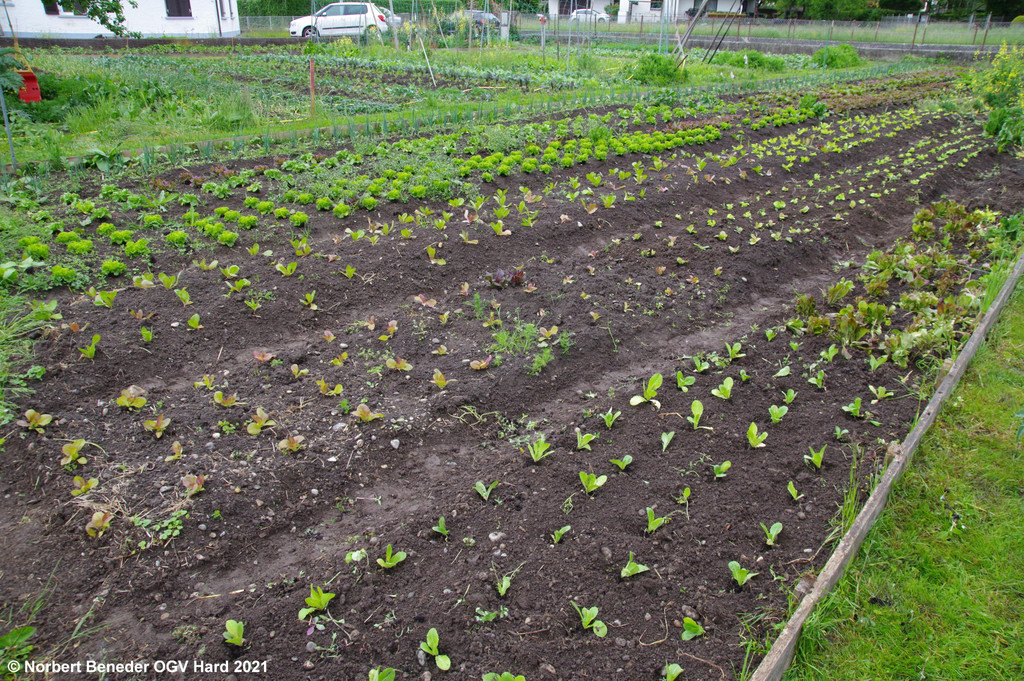 Gemuesegarten_Sonja_2021_037.JPG