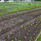 Gemuesegarten_Sonja_2021_037.JPG