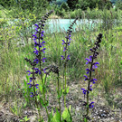 IMG_5578.JPG