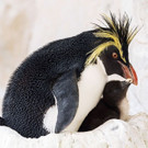 "Kindergarten" voller Felsenpinguin-Küken im Wiener Tiergarten Schönbrunn