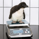 felsenpinguin_27052021_tgs_zupanc_03.jpg