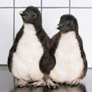 felsenpinguin_27052021_tgs_zupanc_04.jpg