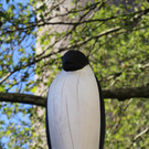 IMG_3895a.jpg