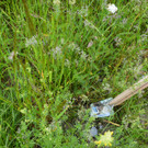 plastik in wiese.jpg