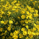 NEUE-Gartentipp: Bunt blühende Sommertopfpflanzen