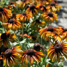 Gaillardie_ Sommertopf.JPG