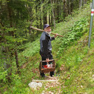 Wegwart7.jpg