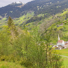 Wegwart8.jpg