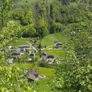 Wegwart9.jpg