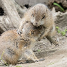 Nachwuchs bei den Präriehunden im Tiergarten Schönbrunn