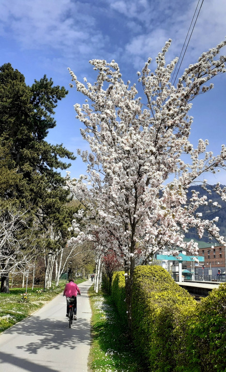RADROUTE Umgebung G FR__HLING Radweg Bregenz Mai 2021 _1_.jpg