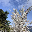 RADROUTE Umgebung G FR__HLING Radweg Bregenz Mai 2021 _1_.jpg