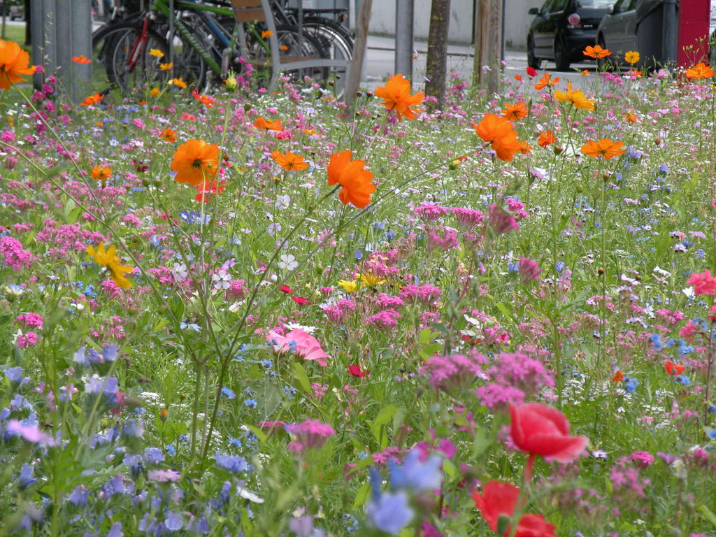 Blumenwiese ges__t_ A_ D__r _6_.JPG